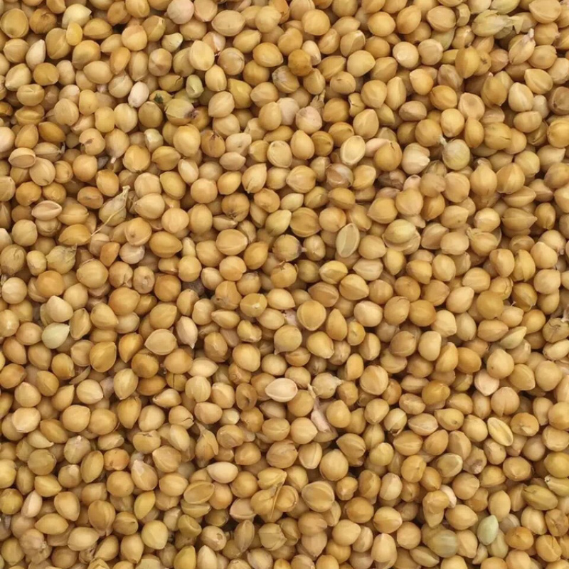 大量供应大颗粒优质黄谷子鸟食鸟粮鹦鹉粮鸽粮小米