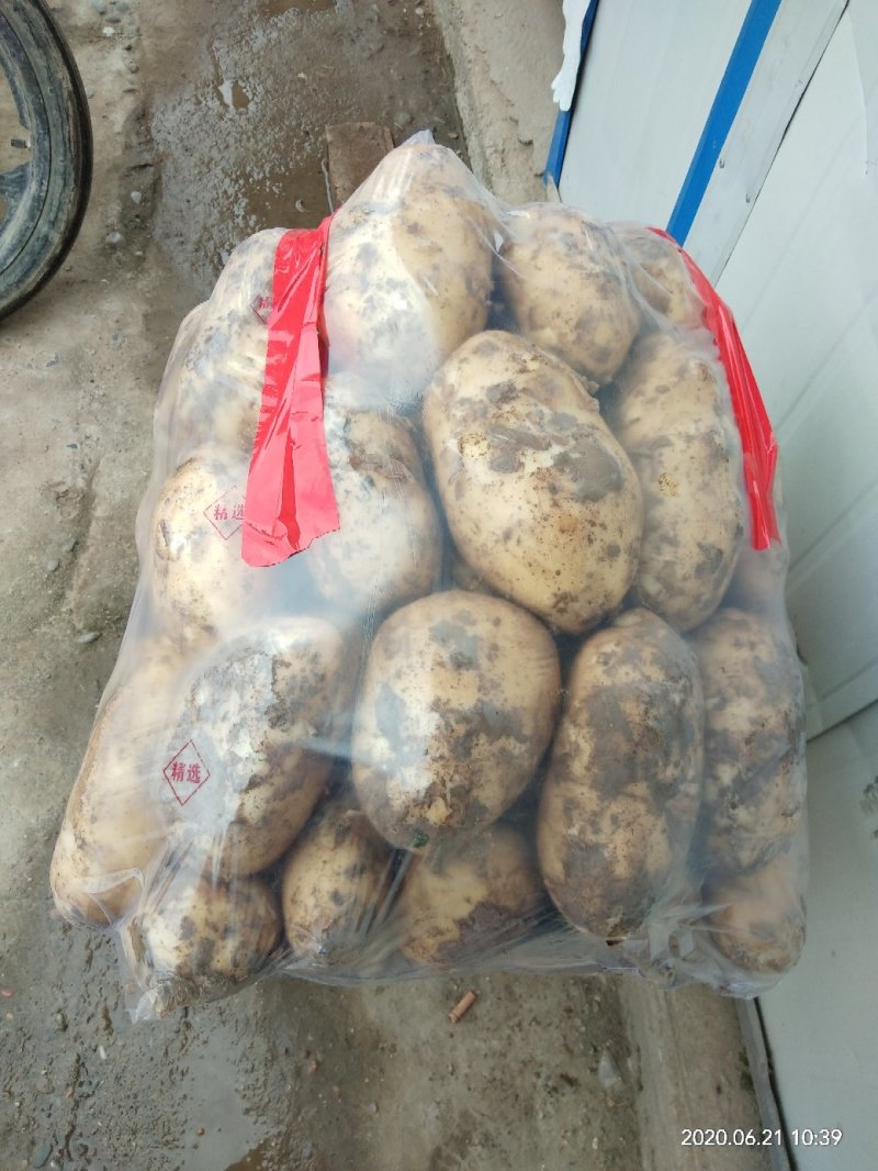 【甘肃土豆】甘肃优质土豆226、沃土、希森！大量上市中！