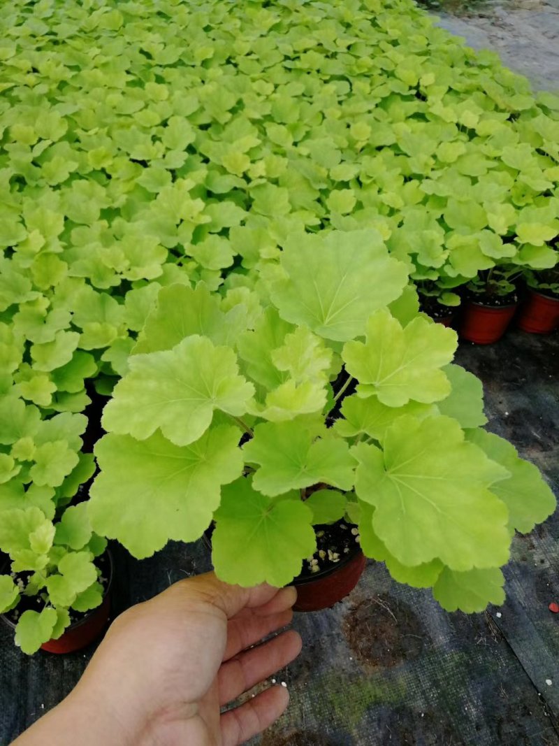 矾根，多色矾根，山东矾根种植基地