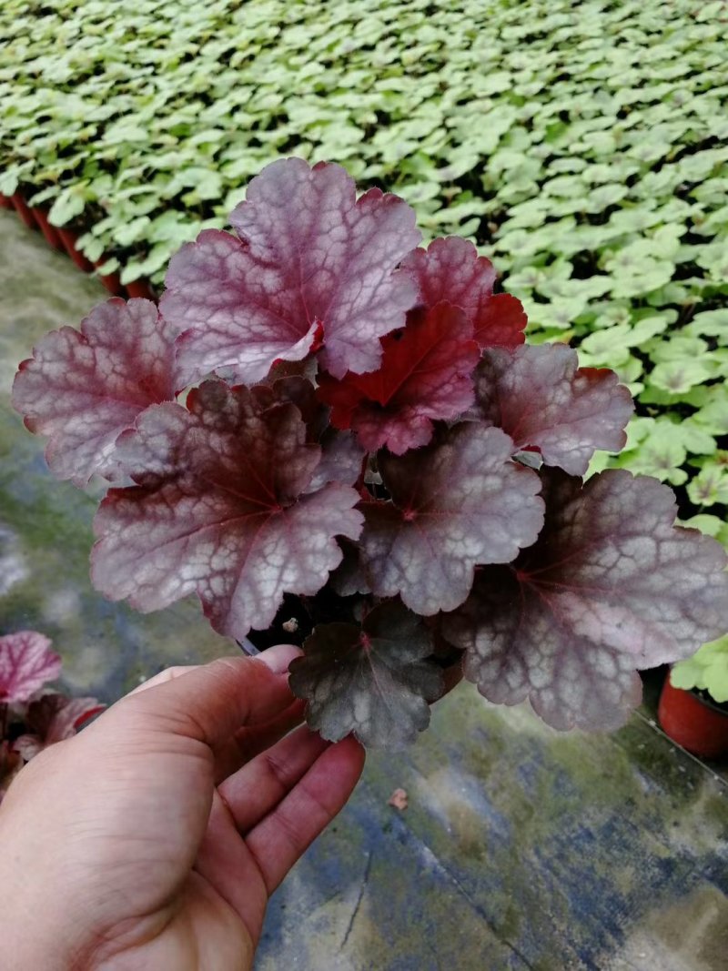 矾根，多色矾根，山东矾根种植基地
