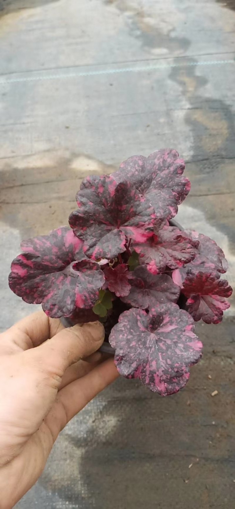 矾根，多色矾根，山东矾根种植基地