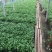 茉莉花山东青州花卉基地产地直销质优价廉