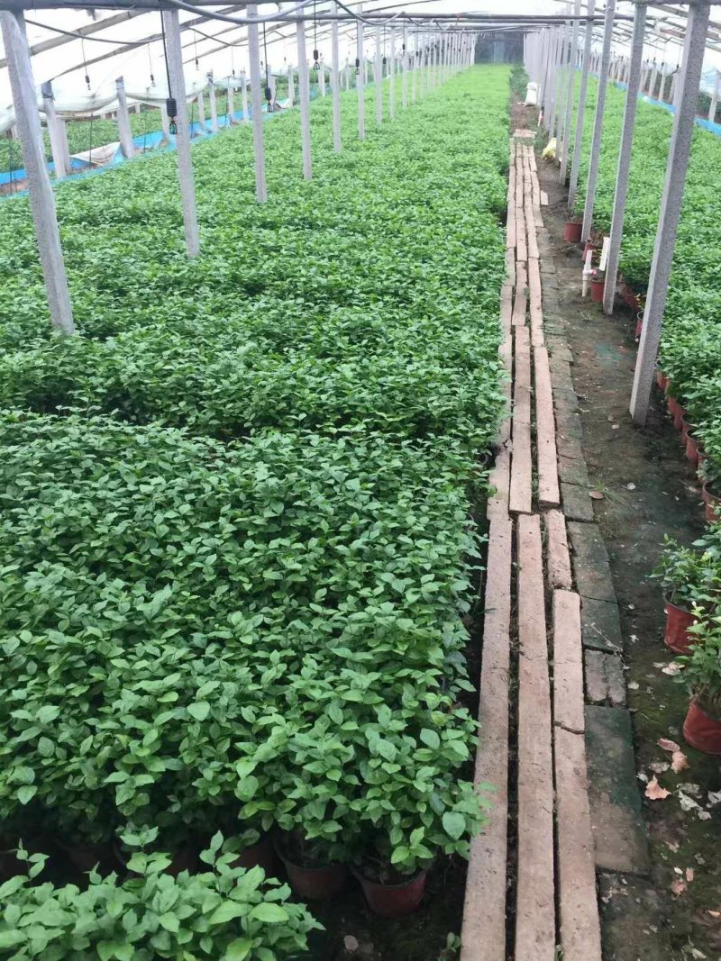 茉莉花山东青州花卉基地产地直销质优价廉
