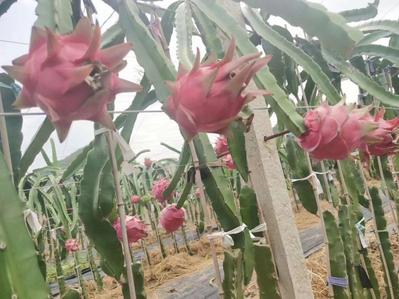 上林县《红心火龙果》上市时间5月中开始
