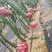上林县《红心火龙果》上市时间5月中开始