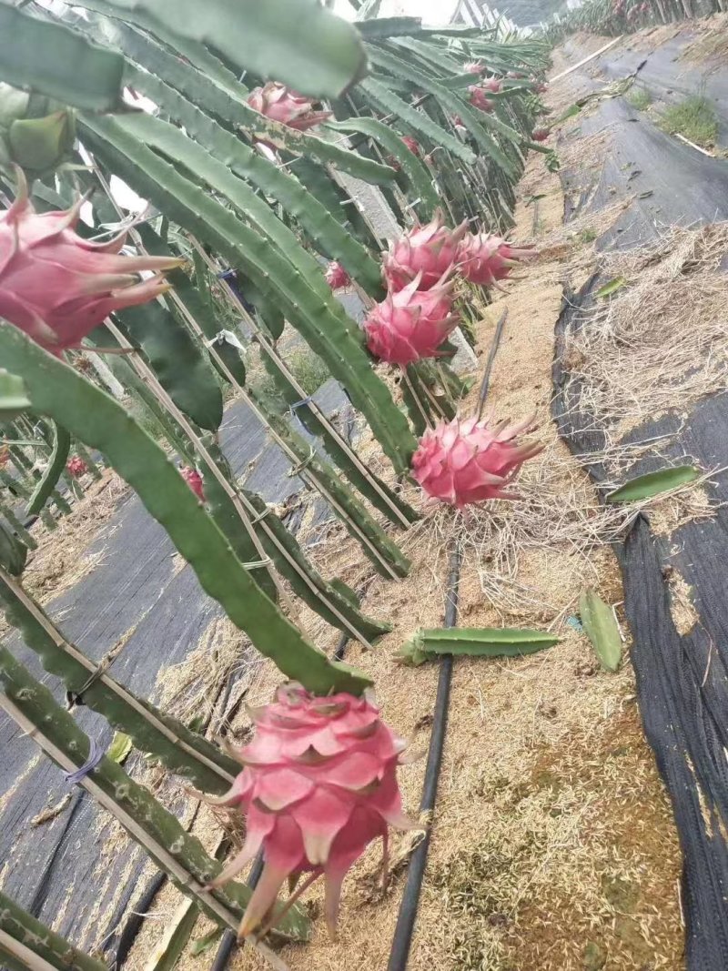 上林县《红心火龙果》上市时间5月中开始