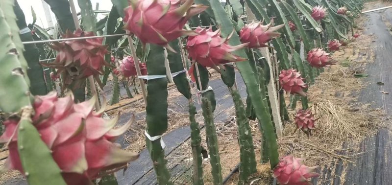 上林县《红心火龙果》上市时间5月中开始