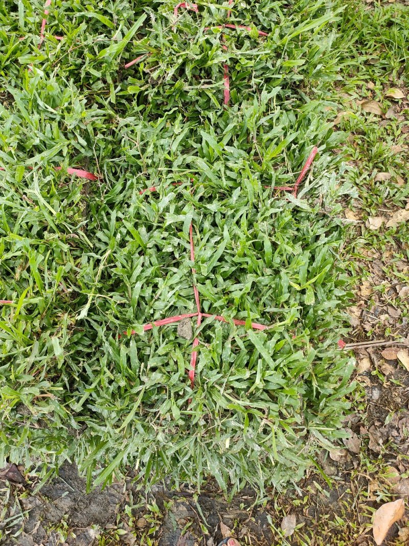 大叶油草，量大从优，价格低廉
