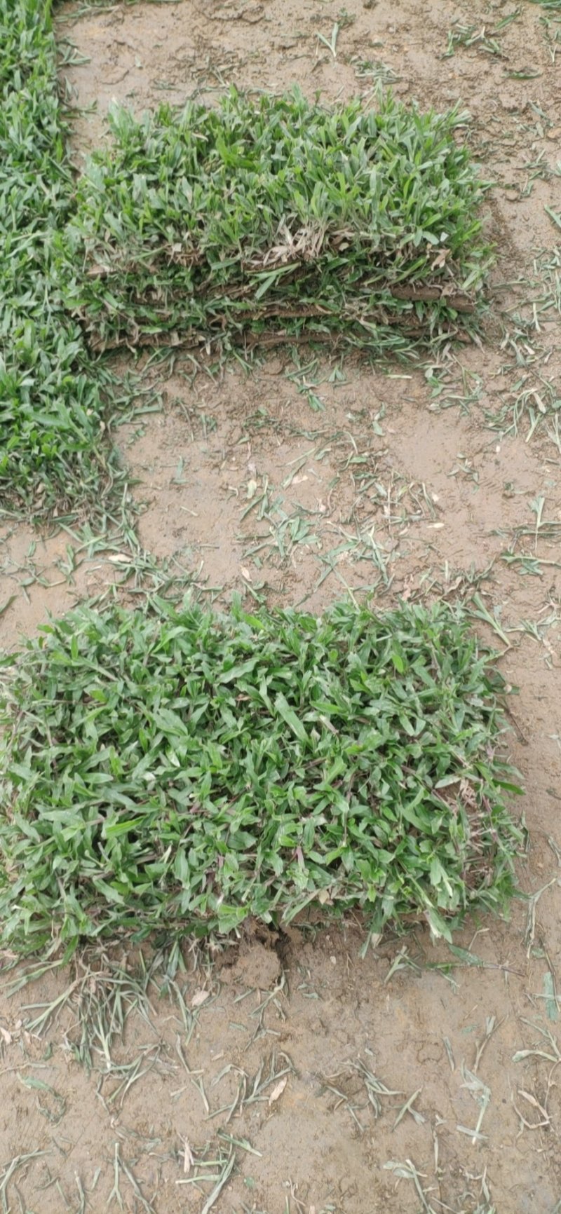 大叶油草，量大从优，价格低廉