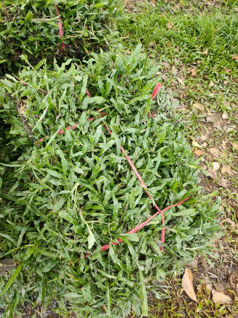 大叶油草，量大从优，价格低廉