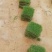 大叶油草，台湾草，量大从优，清货价，