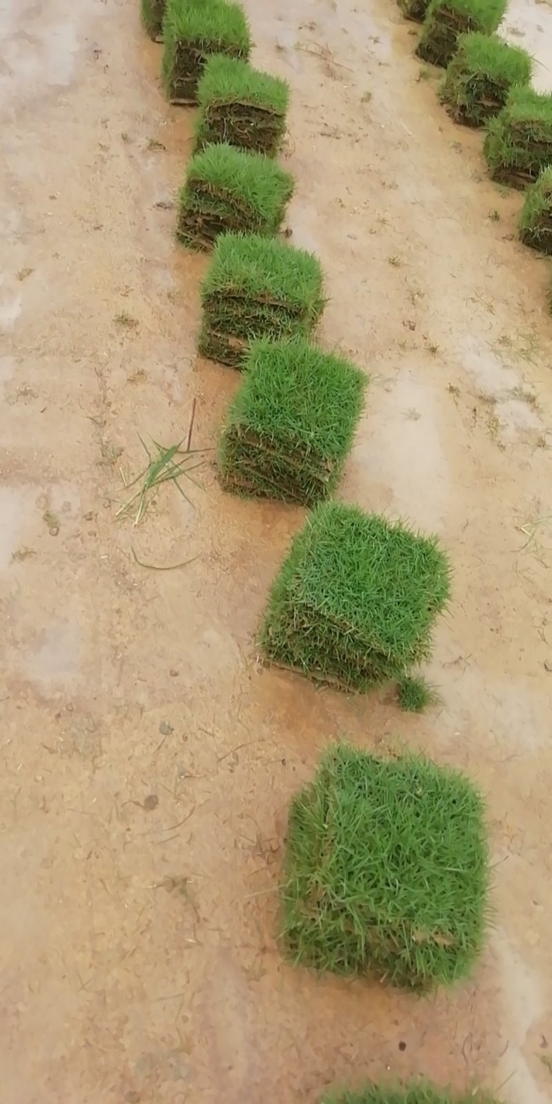 大叶油草，台湾草，量大从优，清货价，