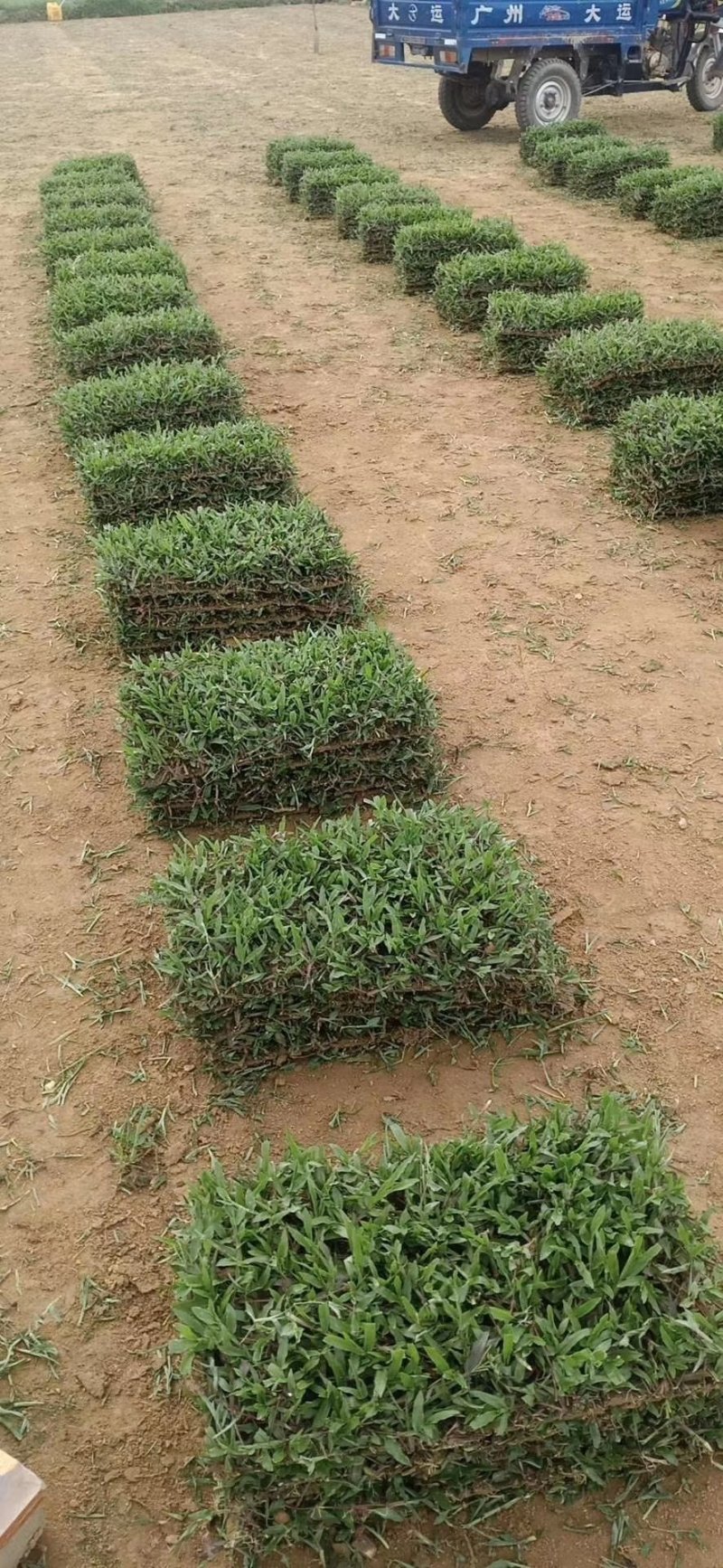 大叶油草，台湾草，量大从优，清货价，