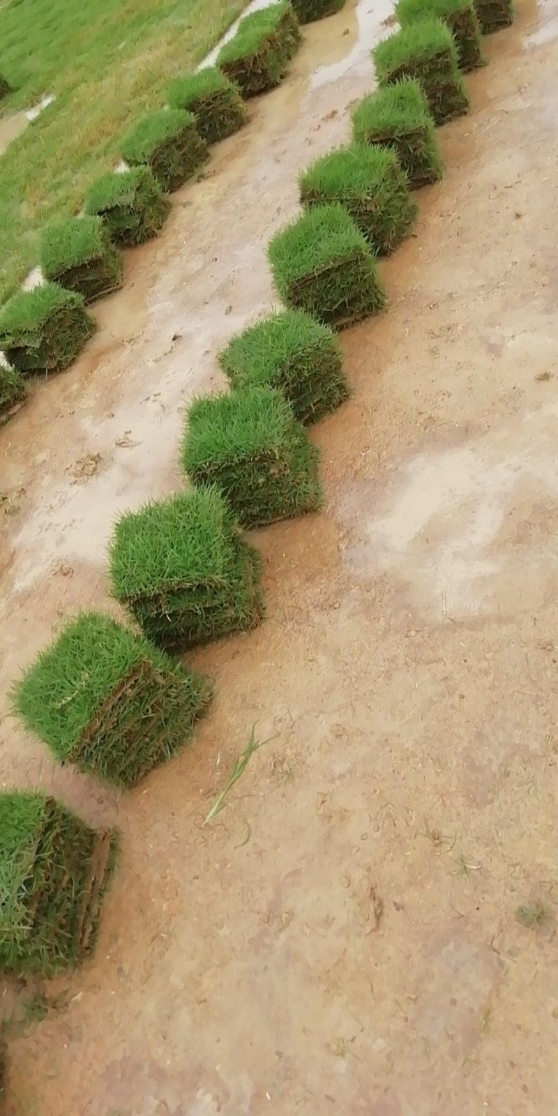 大叶油草，台湾草，量大从优，清货价，