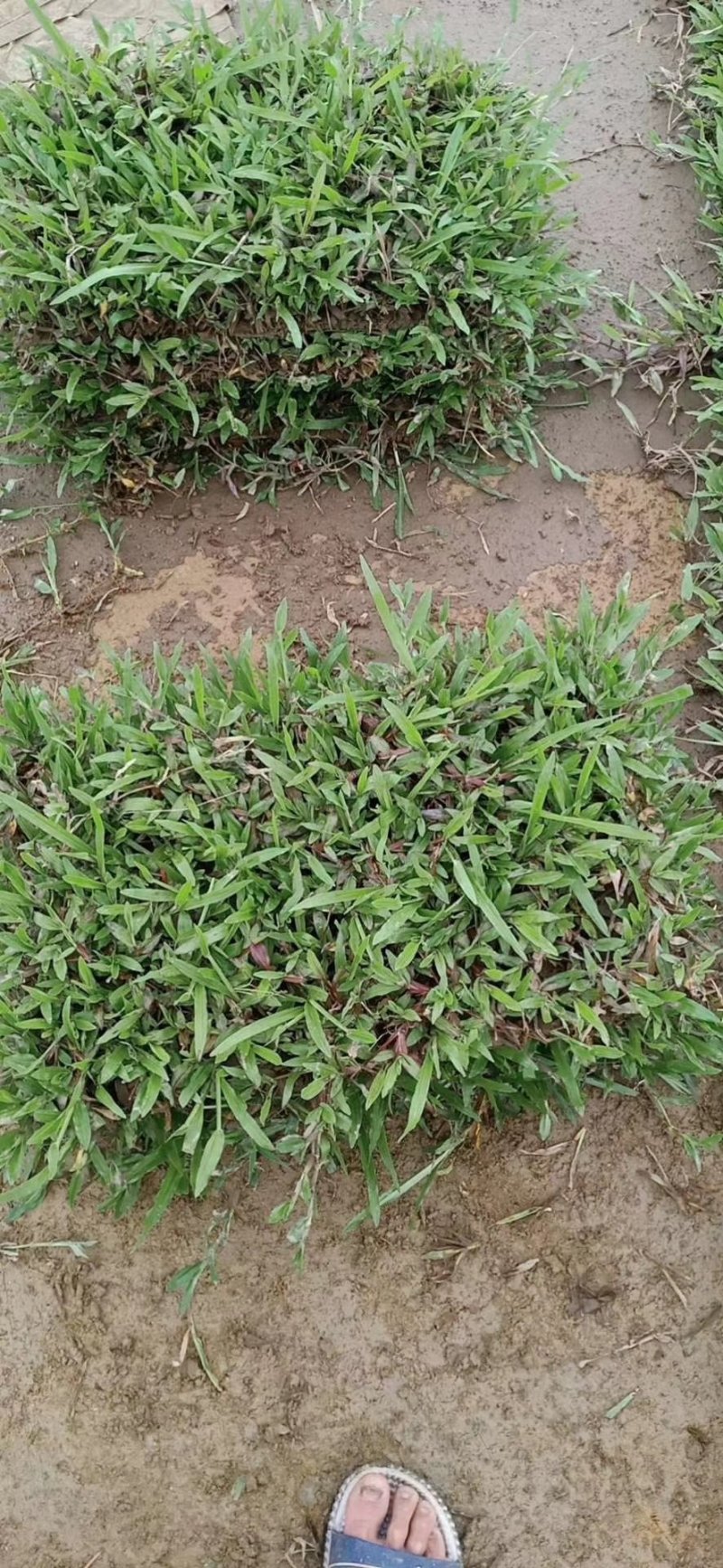 大叶油草，台湾草，量大从优，清货价，