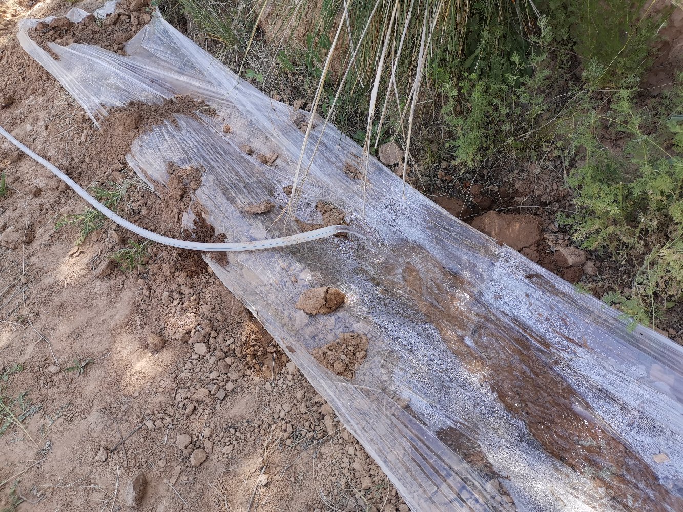 图示展示二甲戊灵在土壤表面喷洒后形成药膜的过程 二甲戊灵施药示意图