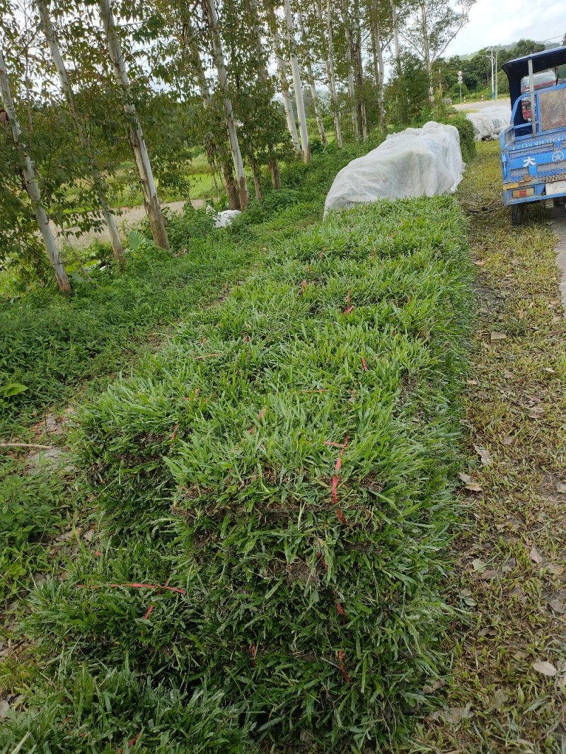大叶油草。兰引三号，台湾草