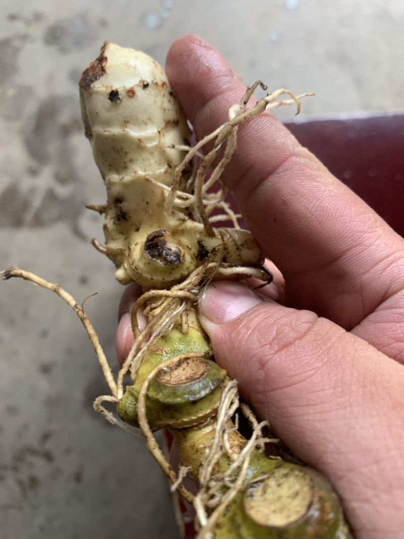 黄精苗（大别山野生多花姜型黄精）药食同源品种