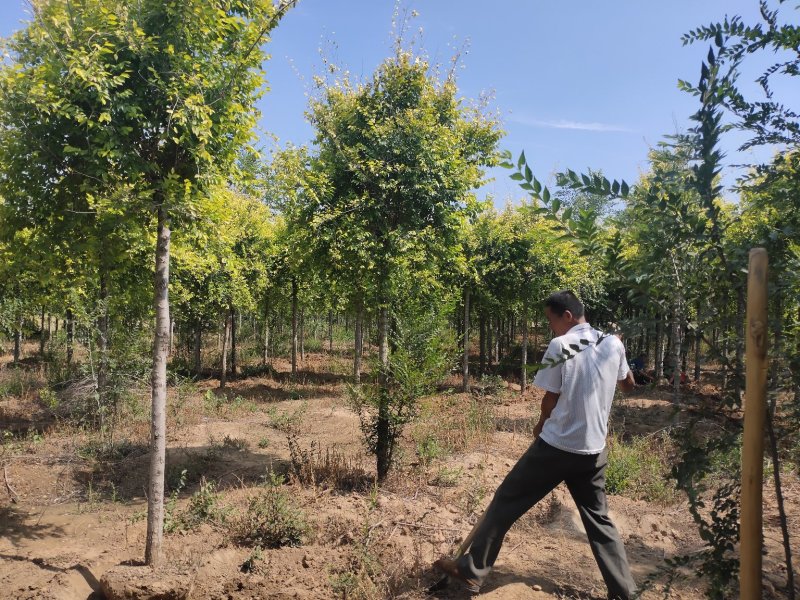 精品高杆金叶榆，国槐白蜡红叶李
