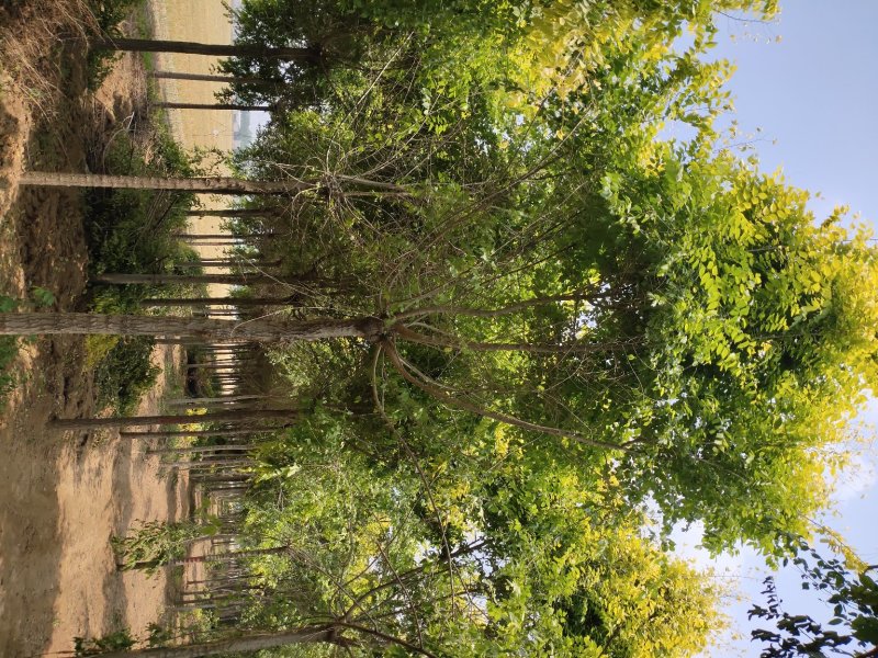 精品高杆金叶榆，国槐白蜡红叶李