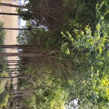 精品高杆金叶榆，国槐白蜡红叶李