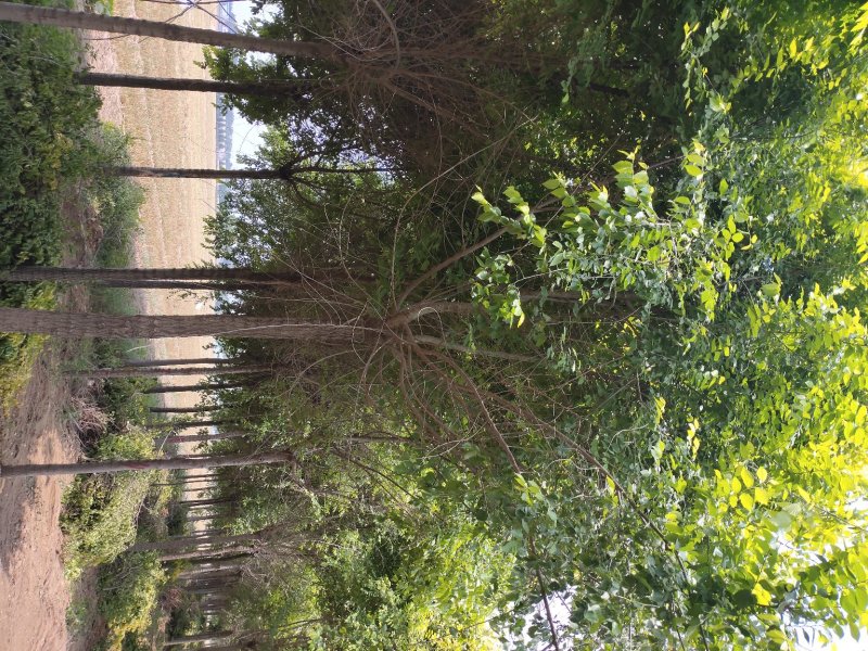 精品高杆金叶榆，国槐白蜡红叶李