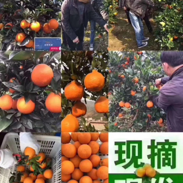 马蹄甜橙乡镇种植基地