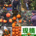 马蹄甜橙乡镇种植基地