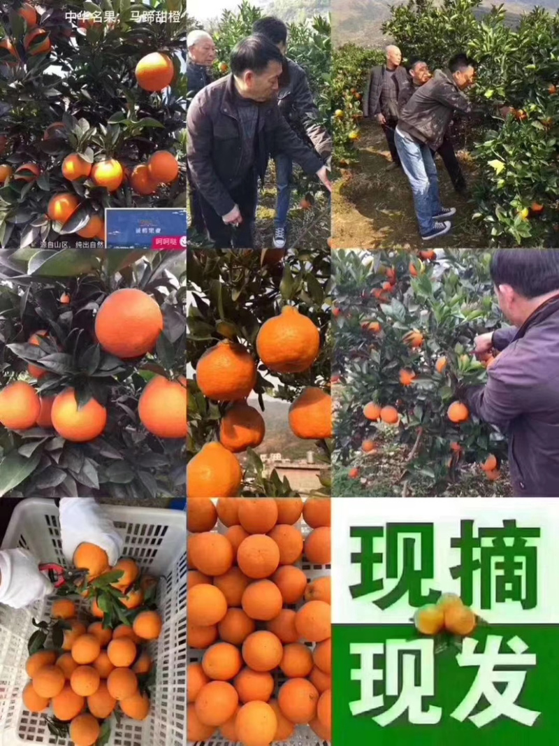 马蹄甜橙乡镇种植基地