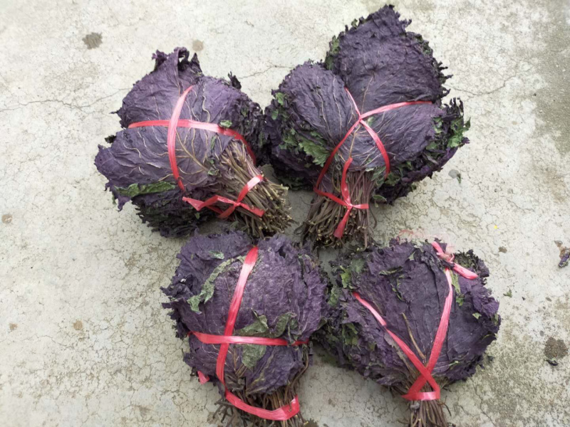 扎把紫苏叶【包邮】三斤起发货可批量可零售量大从优