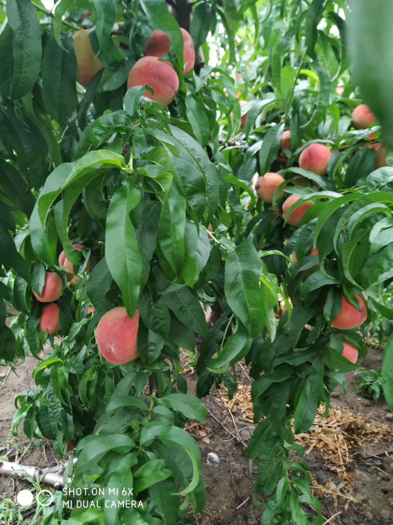 30红不软🍑