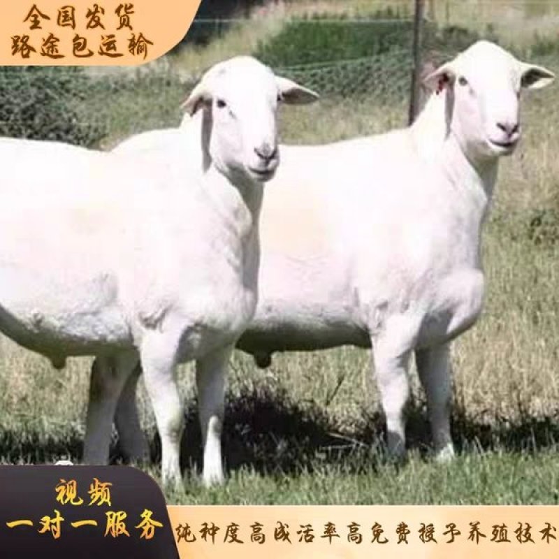 澳洲白绵羊价格头胎二胎怀孕母羊多少钱羊羔出售