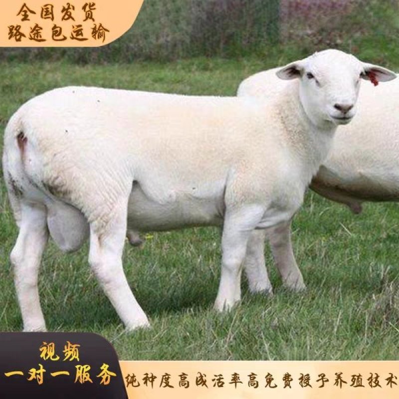 澳洲白绵羊价格头胎二胎怀孕母羊多少钱羊羔出售