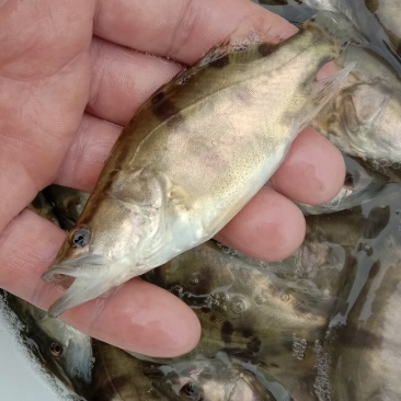 【热销】产地鳜鱼苗翘嘴鳜鱼苗饵料鱼渔场直销诚信经营