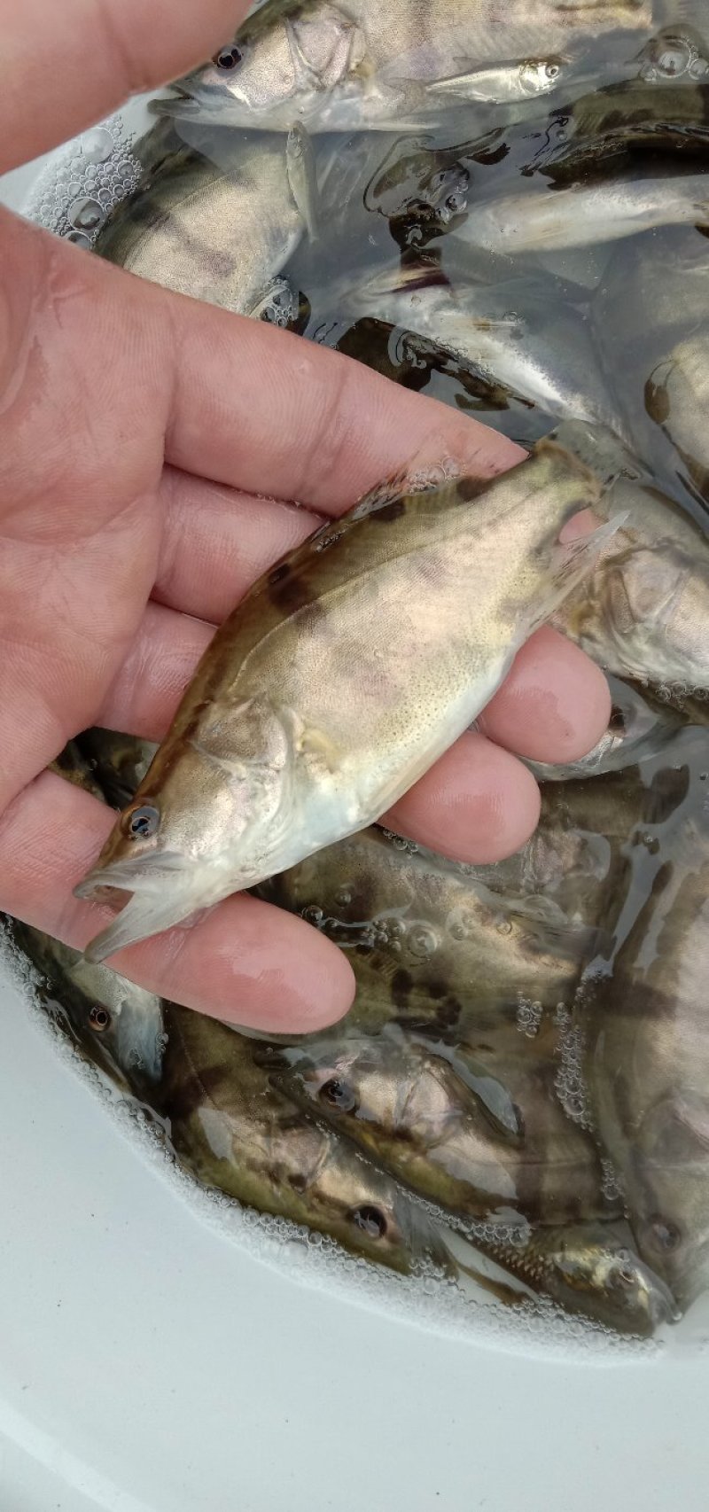 【热销】产地鳜鱼苗翘嘴鳜鱼苗饵料鱼渔场直销诚信经营