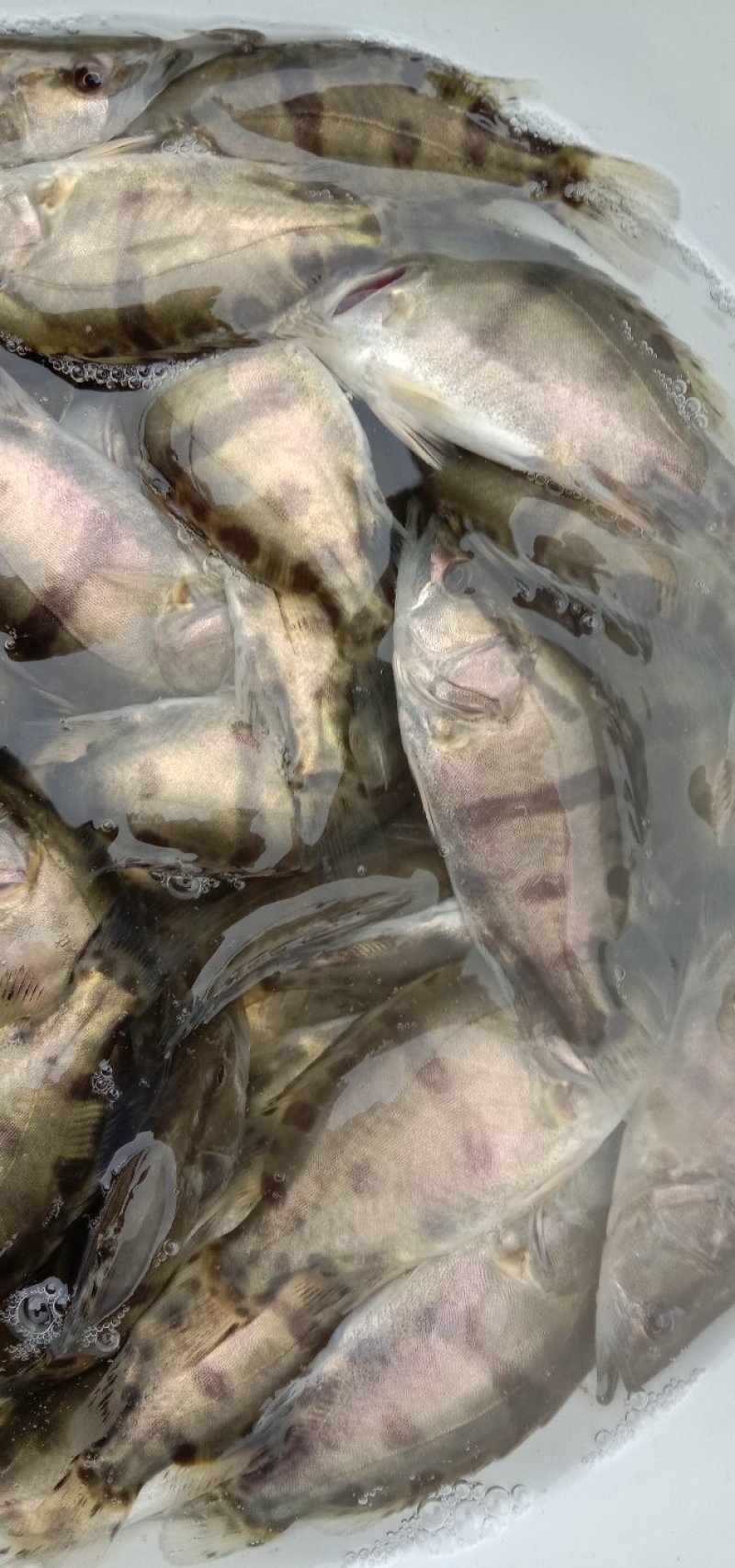 【热销】产地鳜鱼苗翘嘴鳜鱼苗饵料鱼渔场直销诚信经营