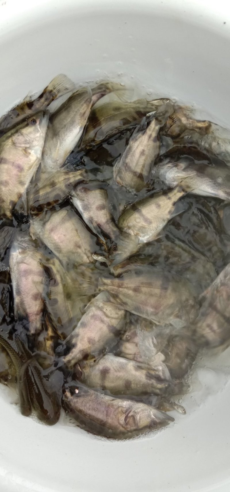 【热销】产地鳜鱼苗翘嘴鳜鱼苗饵料鱼渔场直销诚信经营