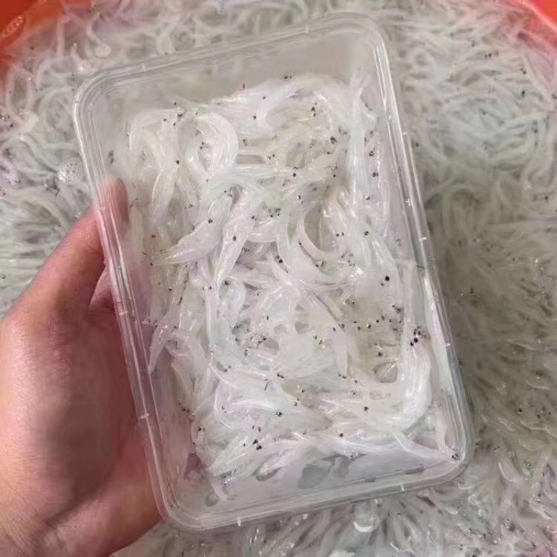 南澳海边海产鲜银鱼大条鲜货