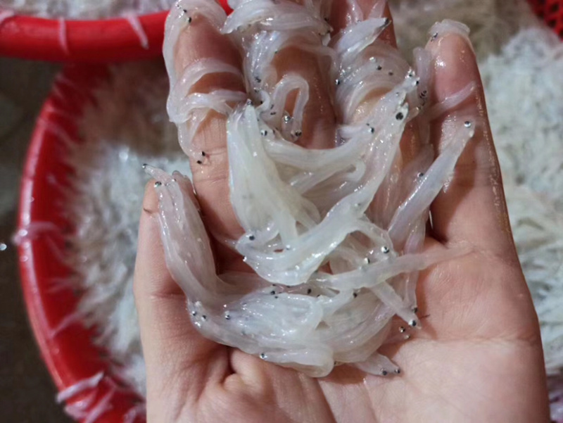 南澳海边海产鲜银鱼大条鲜货