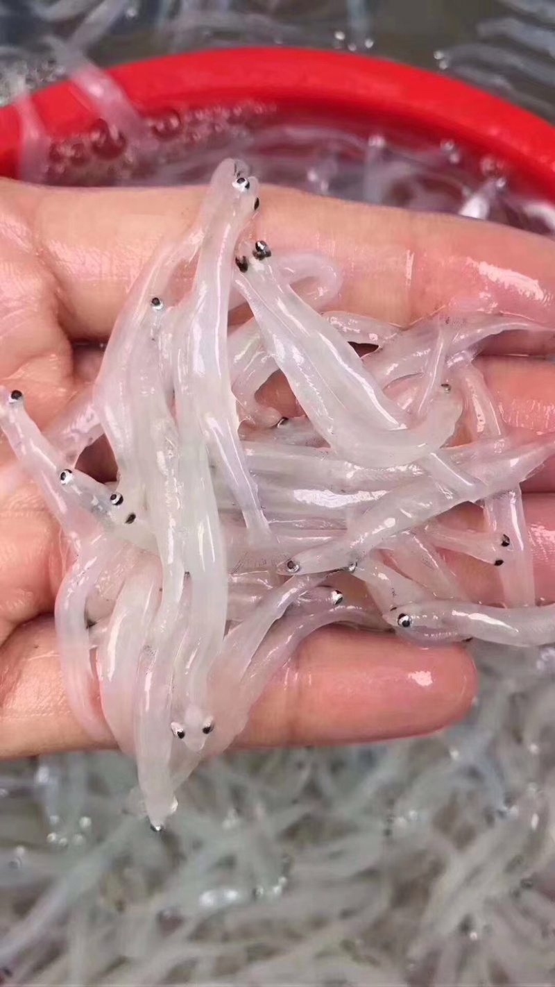南澳海边海产鲜银鱼大条鲜货