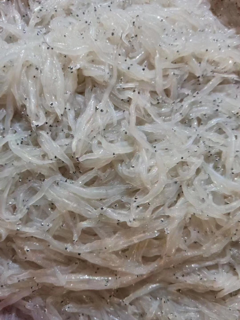 南澳海边海产鲜银鱼大条鲜货