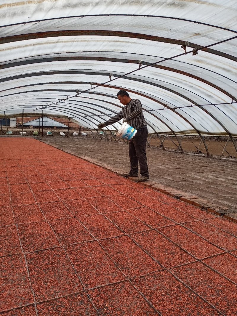 五常自己家种植稻花香二号