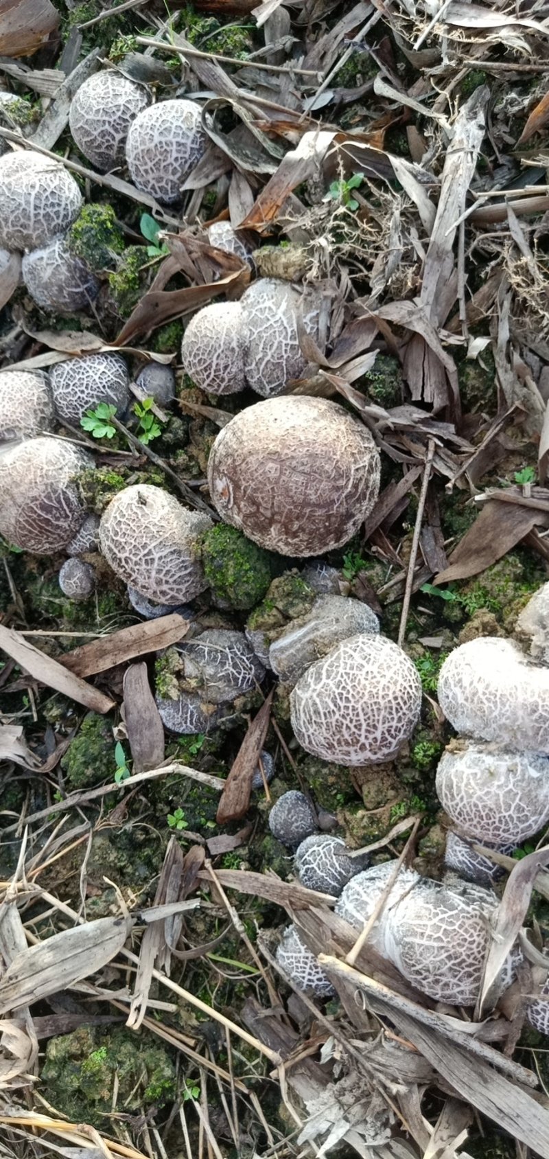 天然种植的食用竹荪蛋