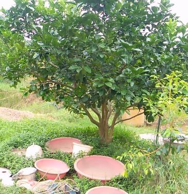 自家十多亩果园5至8年柚子树