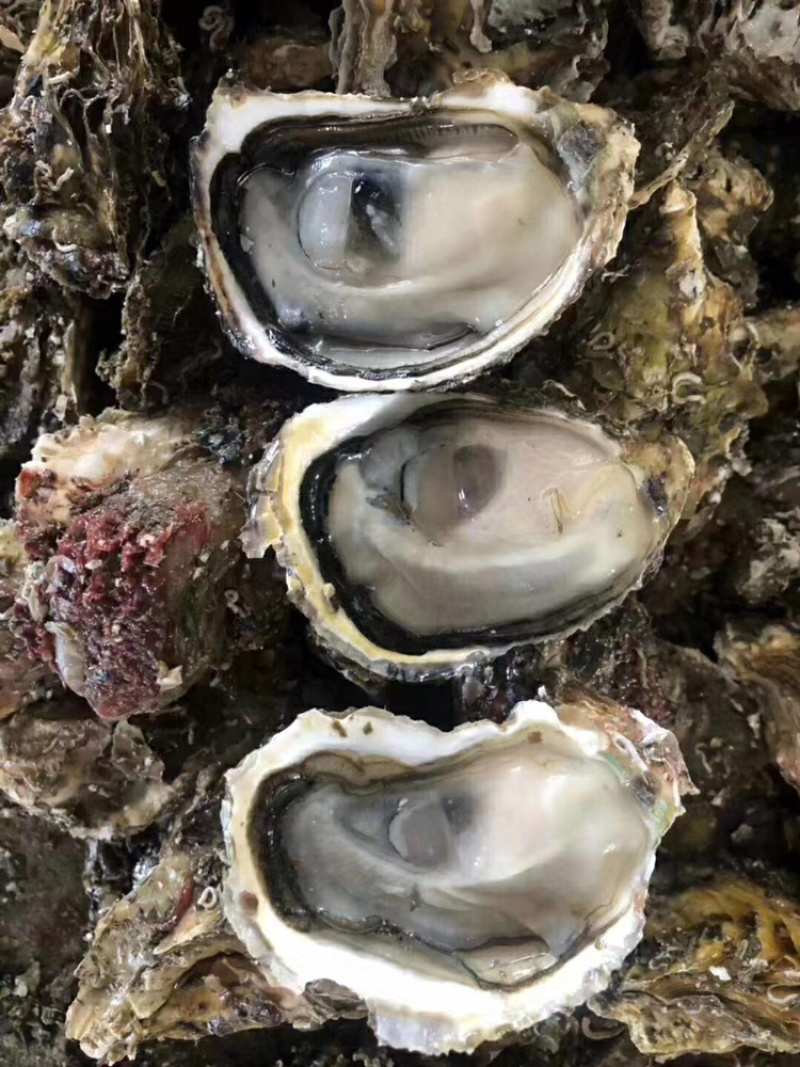 鲜活全壳牡蛎现捕现发海鲜水产高压锅生蚝壳薄肉肥