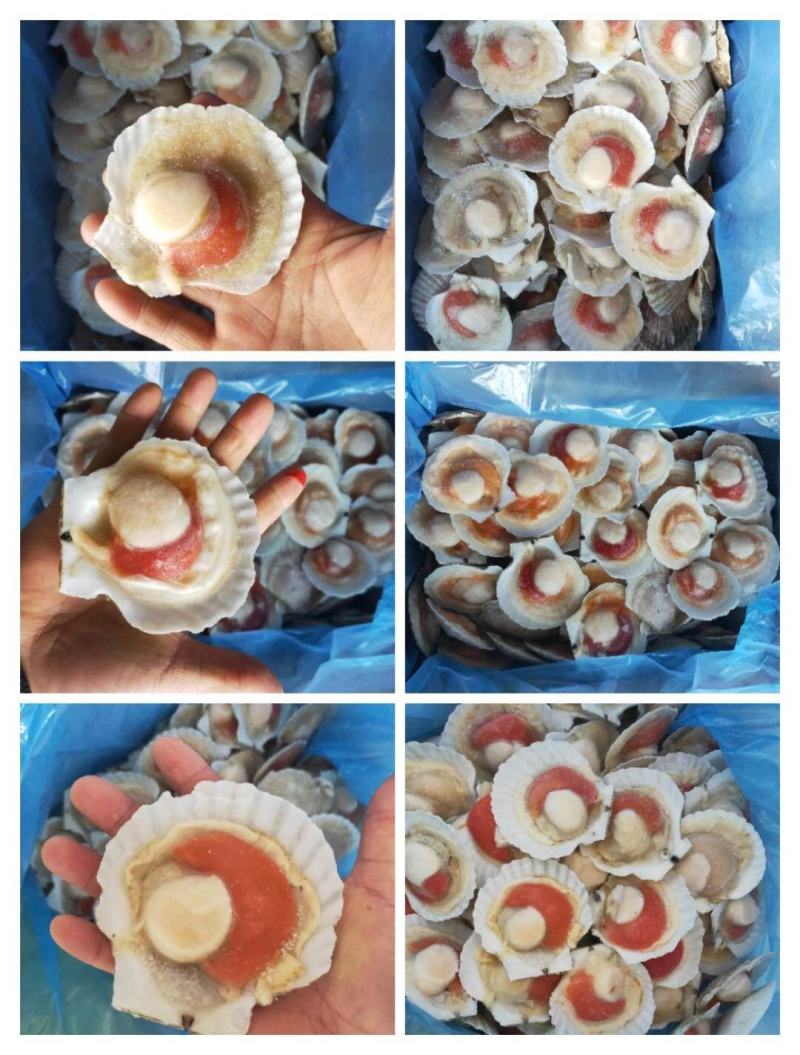 半壳扇贝夏夷贝原汁虾夷贝规格齐全烧烤餐饮批发