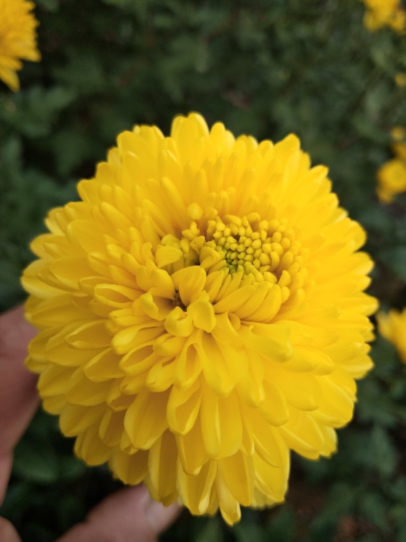 徽州精品菊花