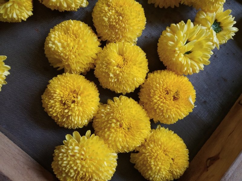 徽州精品菊花