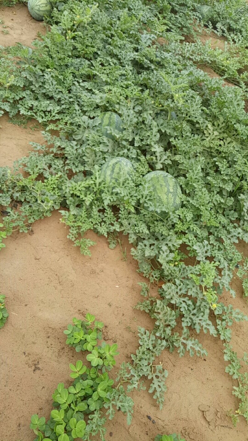 本地露天大西瓜