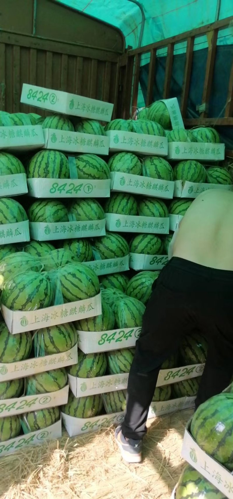 河南开封陆地麒麟西瓜,皮薄甜度高大红瓤，现摘现发
